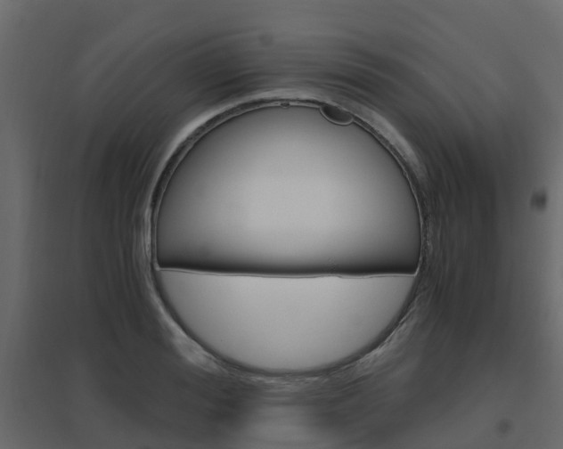 X0000096640988200802050953