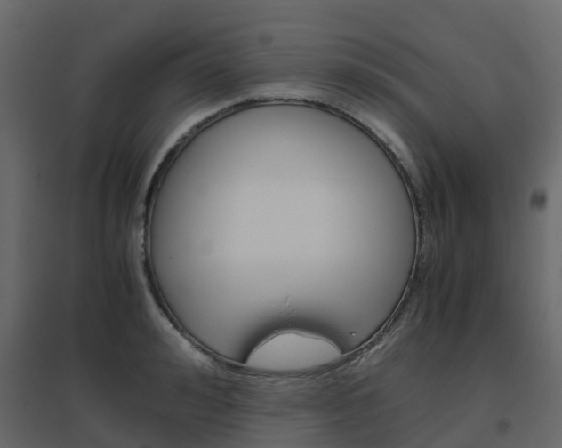 X0000096640992200802050953