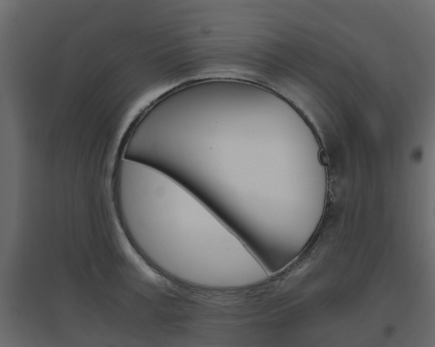X0000096640995200802050953