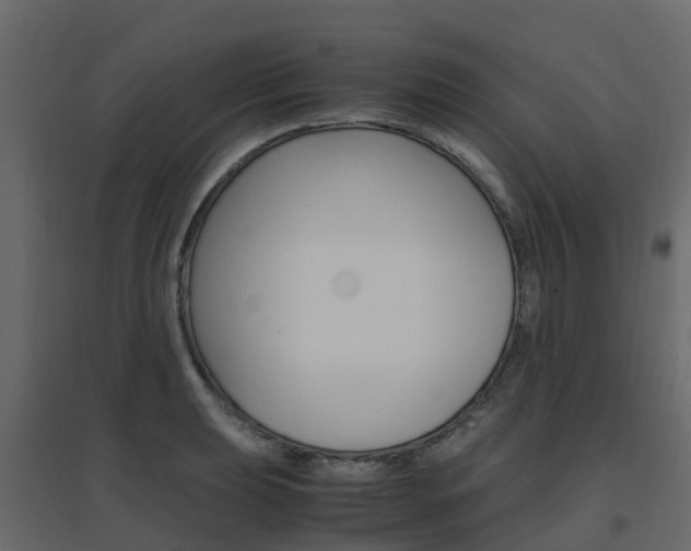 X0000096641039200802050953