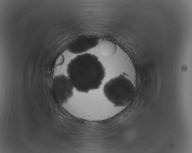 X0000096641059200802050952