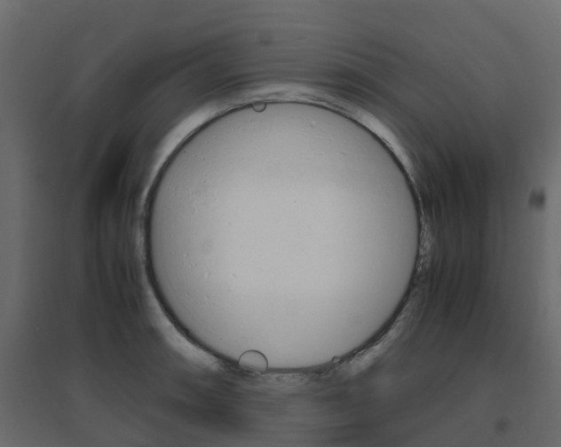 X0000096641090200802050952