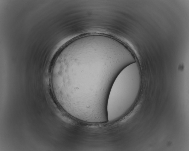 X0000096641125200802050951