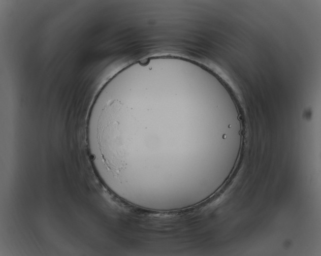 X0000096641145200802050952