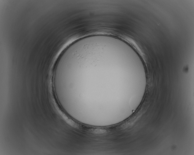 X0000096641235200802050950