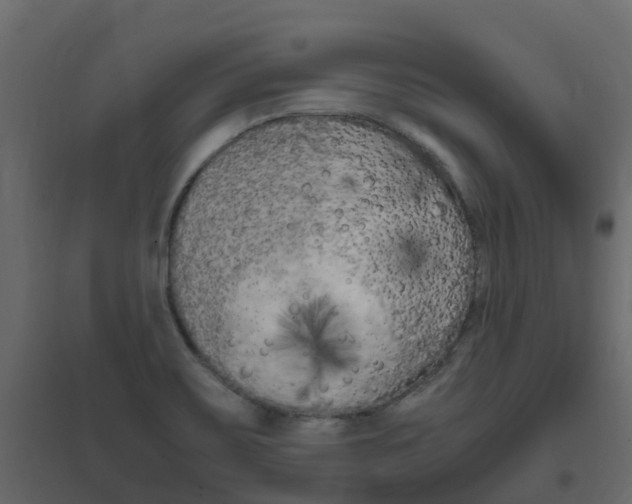 X0000096641467200802050946