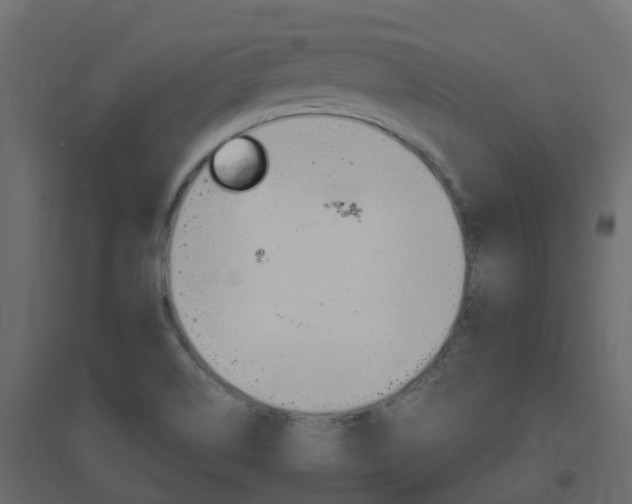 X0000096641514200802050945