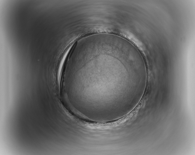 X0000096640009200802051138