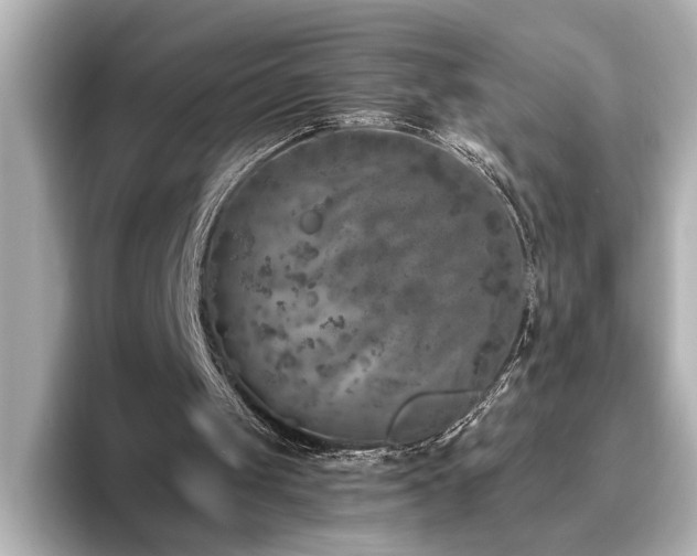 X0000096640049200802051136