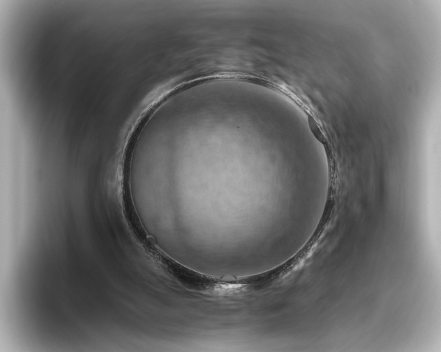 X0000096640055200802051137
