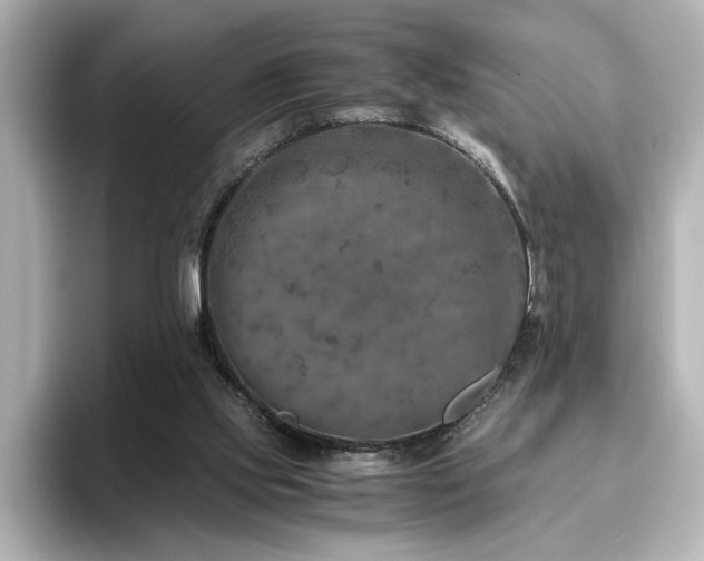 X0000096640061200802051137