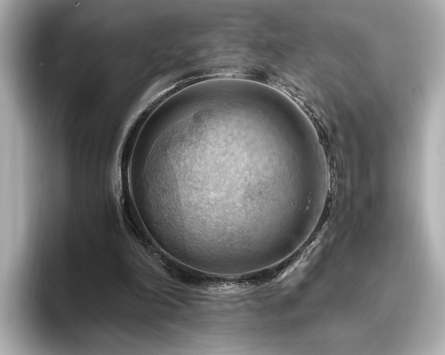 X0000096640198200802051135