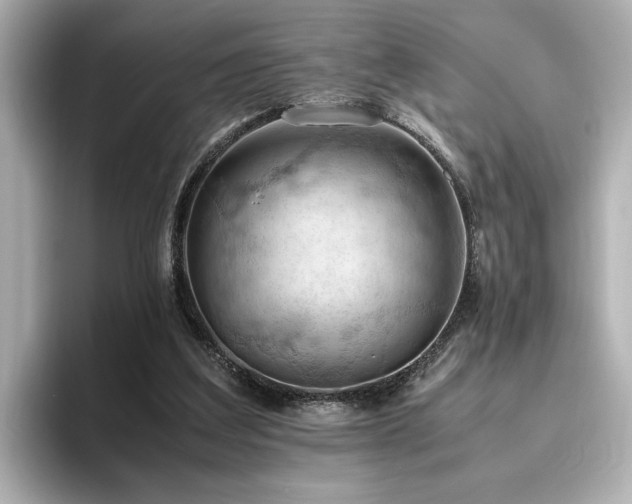 X0000096640203200802051135
