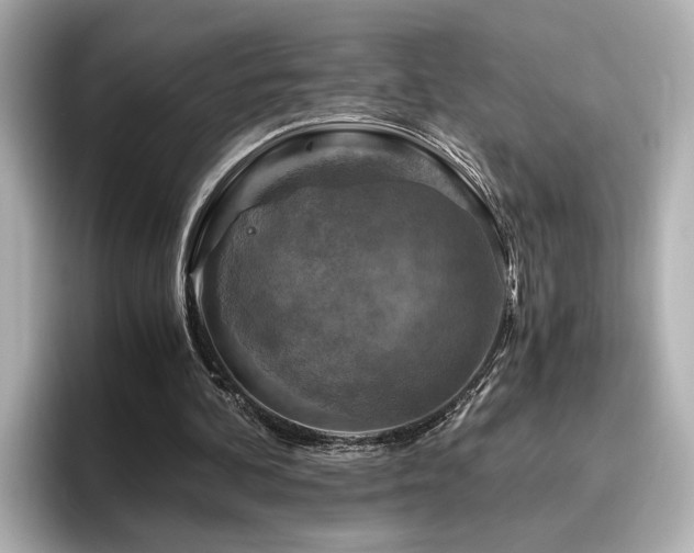 X0000096640292200802051134