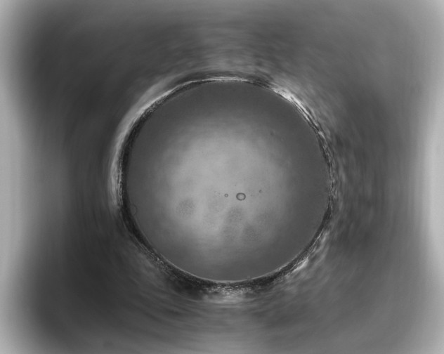 X0000096640343200802051133