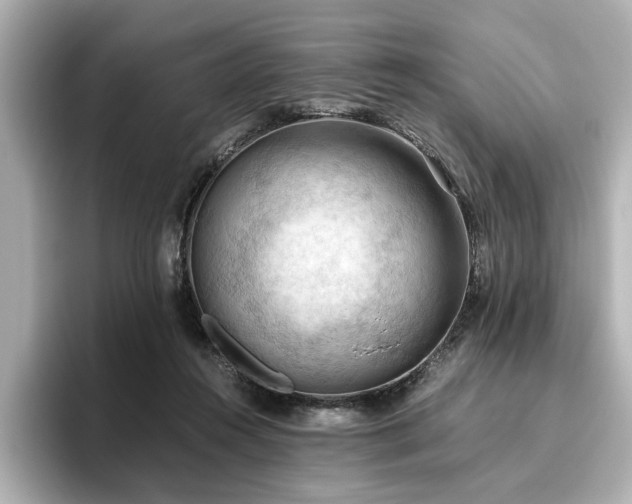 X0000096640360200802051133