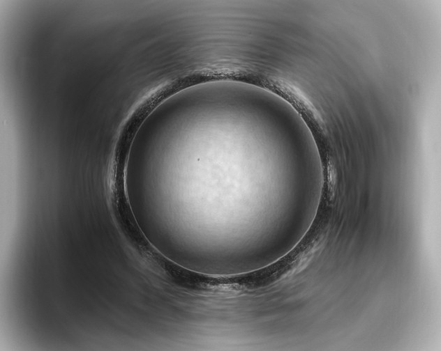 X0000096640396200802051132