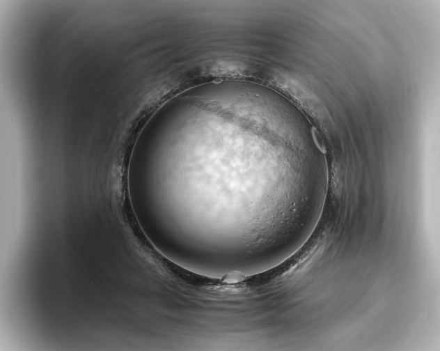 X0000096640449200802051132