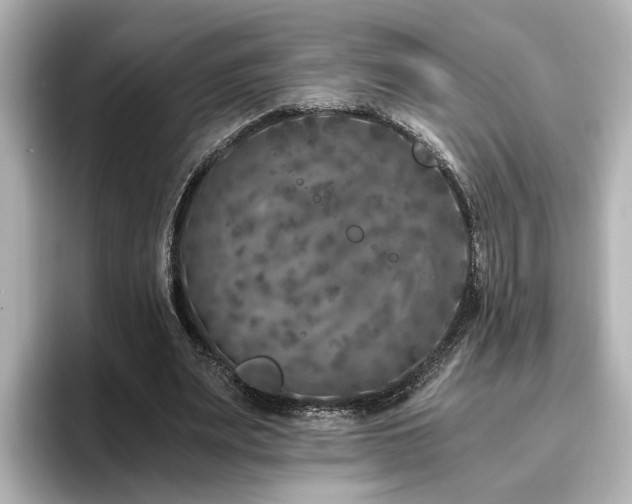 X0000096640487200802051131
