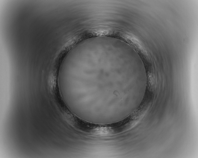 X0000096640499200802051131