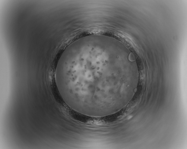 X0000096640503200802051131