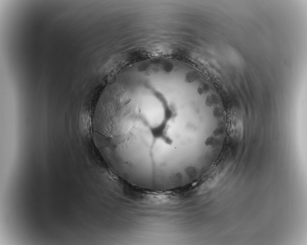 X0000096640523200802051131