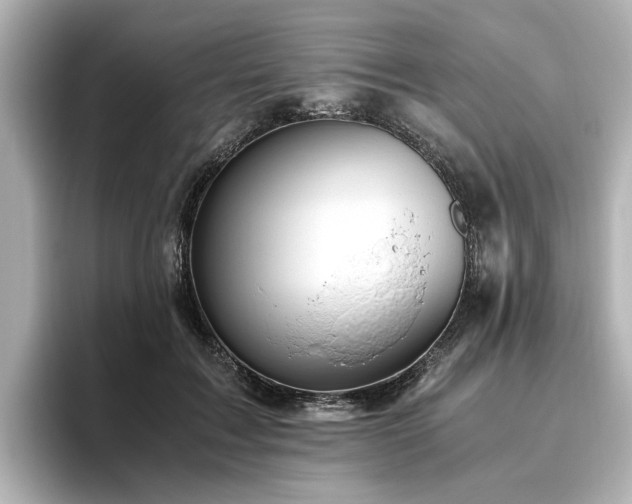 X0000096640603200802051129