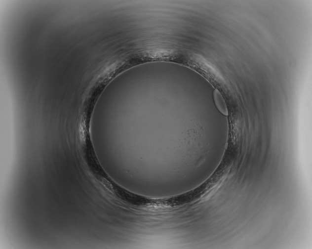 X0000096640644200802051129