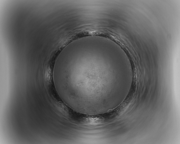 X0000096640650200802051129