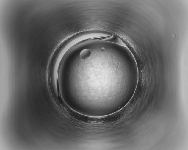 X0000096640680200802051128