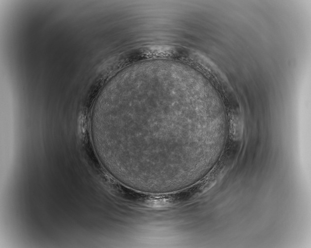 X0000096640701200802051128