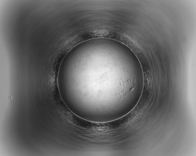 X0000096640745200802051128
