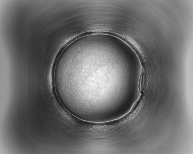 X0000096640840200802051126