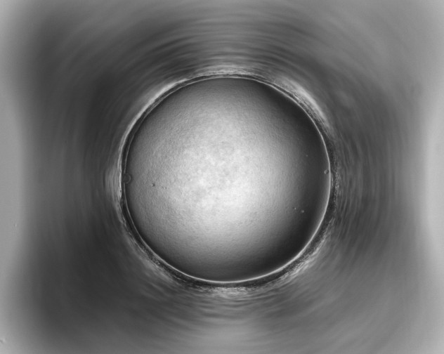 X0000096640844200802051126
