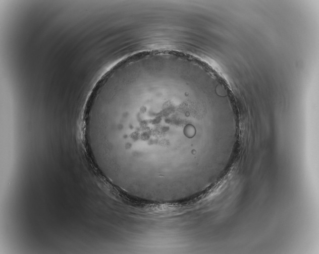X0000096640879200802051126