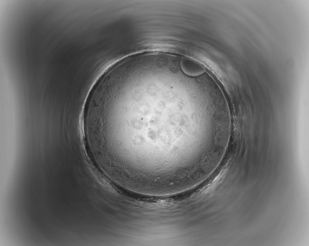 X0000096640891200802051126