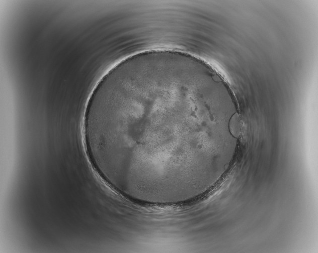 X0000096640895200802051126