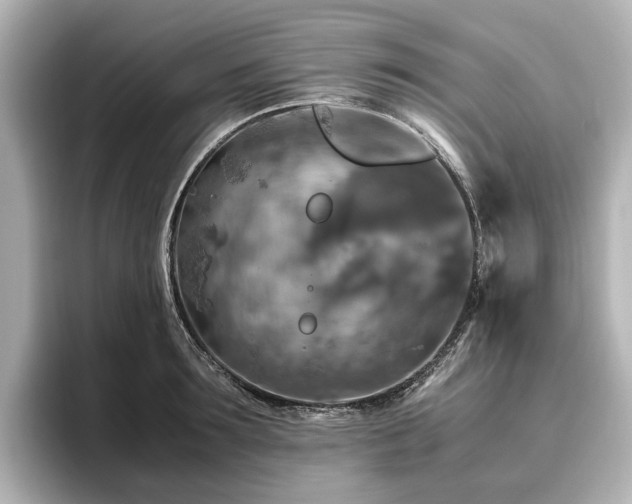 X0000096640899200802051125