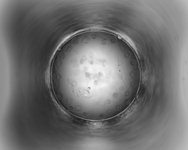 X0000096640911200802051125