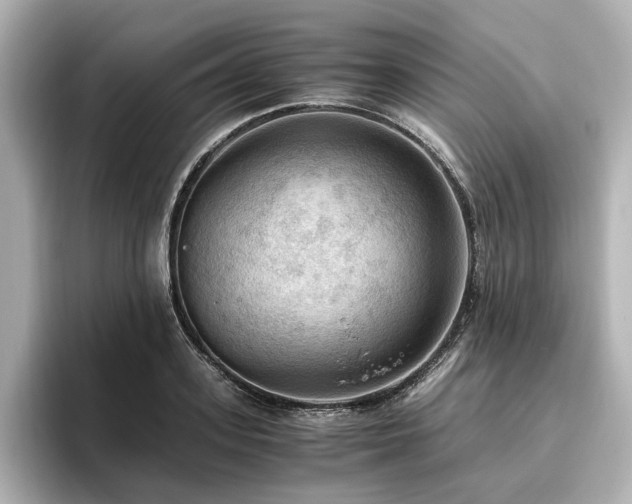 X0000096640939200802051125