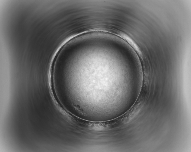 X0000096640955200802051125