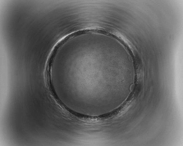 X0000096640975200802051124