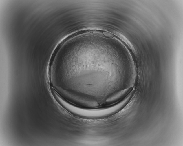 X0000096640988200802051124