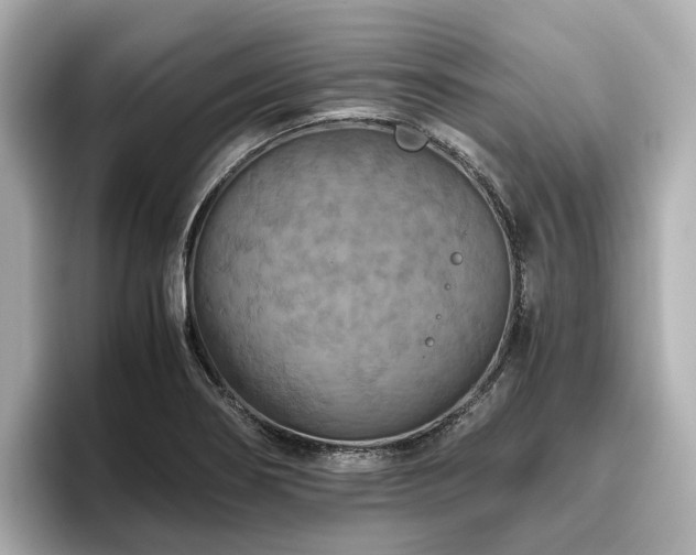 X0000096641274200802051120