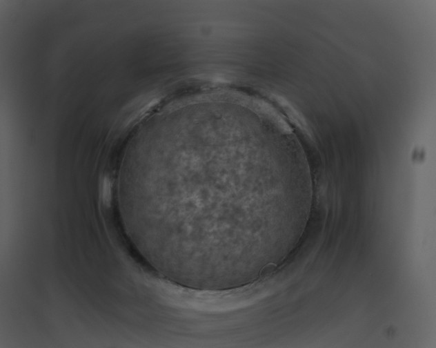 X0000096640026200802121120