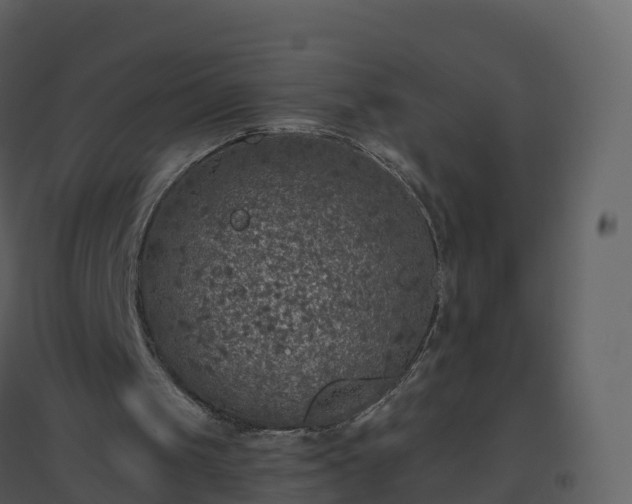 X0000096640049200802121119