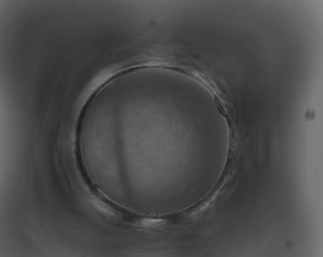 X0000096640055200802121119