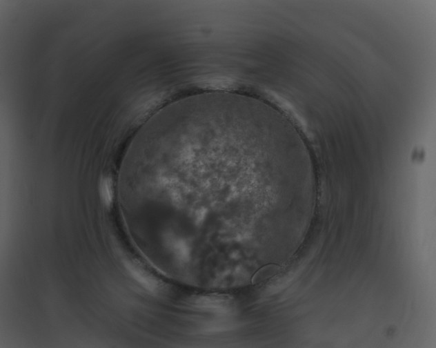 X0000096640069200802121119