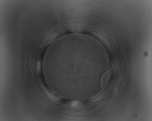 X0000096640130200802121118