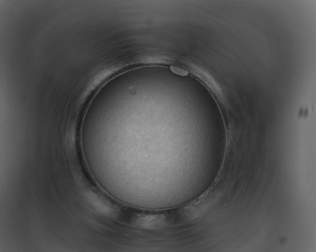 X0000096640155200802121118